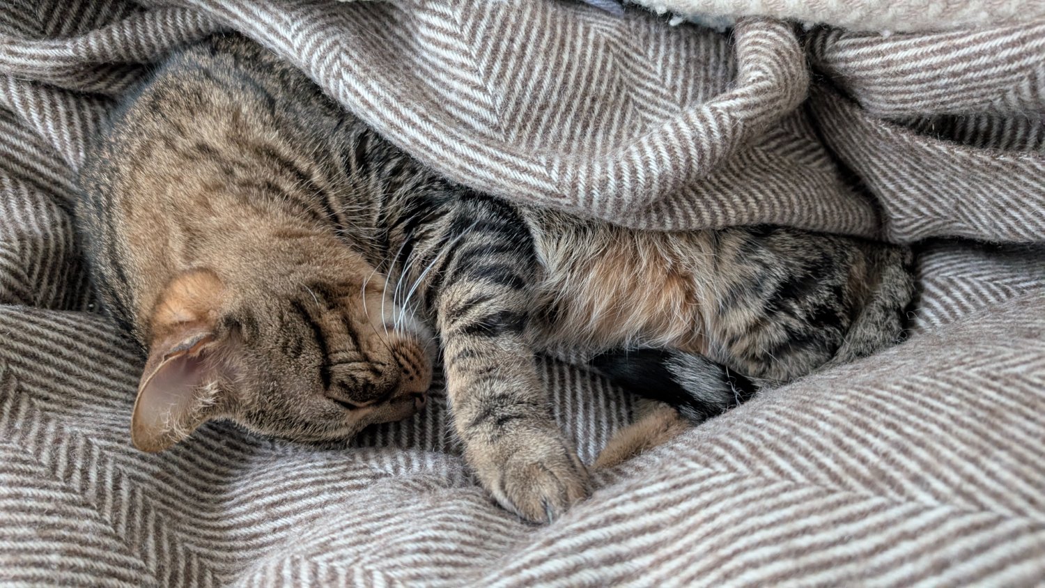 Tabby cat rapped in matching blanket