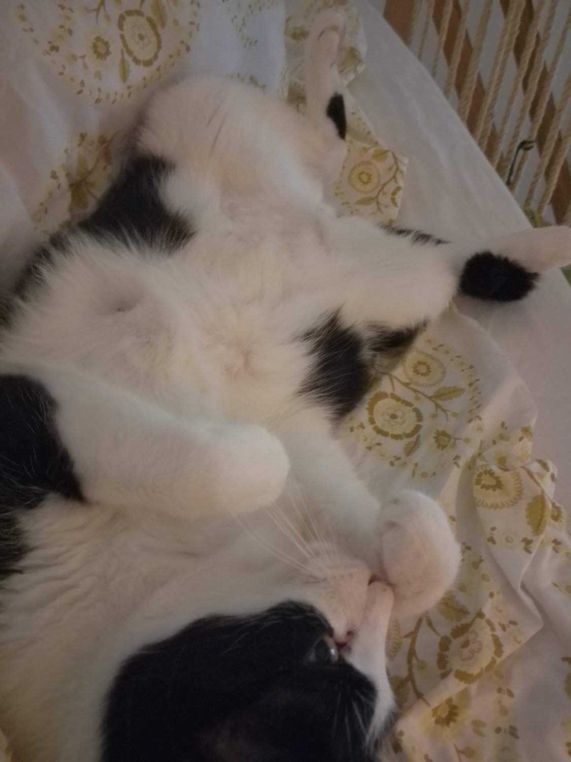 Adorable black and white cat snuggled against blankets with tummy facing upwards