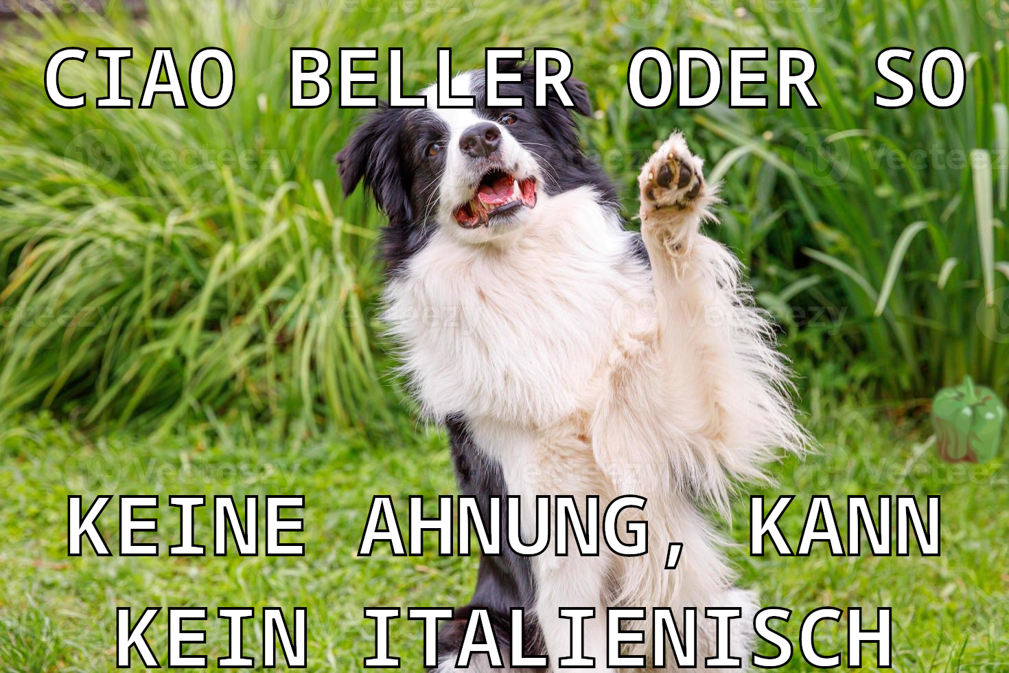 Foto eines Hundes, der seine Pfote scheinbar zum Gruß hebt, als würde er winken. Das Foto ist beschriftet: "Ciao Beller oder so" an der Oberseite, sowie "Keine Ahnung, kann kein Italienisch" auf der Unterseite. Im Gras hinter dem Hund, befindet sich eine Paprika.