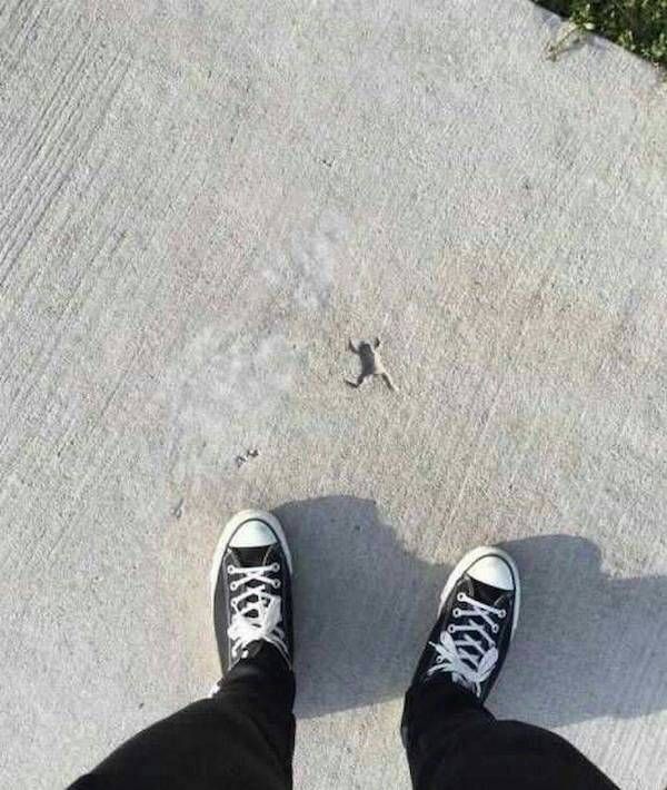 photo of someone taking a photo of a sidewalk where the indentation of a frog (assumedly who fell in the wet concrete) 