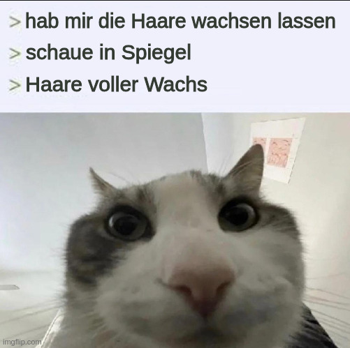 "Hab mir die Haare wachsen lassen." "Schaue in den Spiegel," "Haare voller Wachs." Erstaunte Katze.