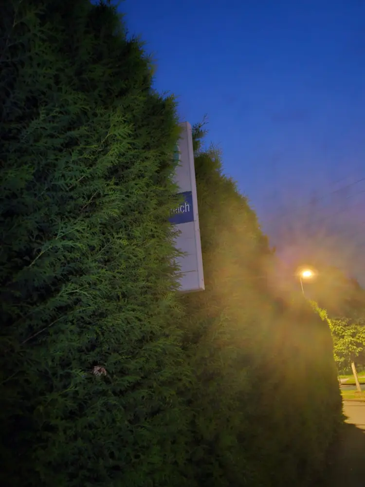 The photo shows the pole of a bus stop that is overgrown by a bush. The bus stop is fairly clean, indicating that it is not out of use. But it is covered almost entirely by the bush, which makes it very hard to spot for anyone intending to take the bus.
